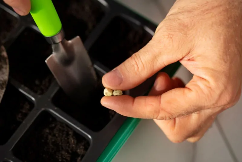 Plantando novas sementes: caminhando em direção a Deus